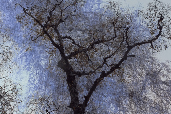 after-the-rain-2021-by-valda-bailey-limited-edition-print-for-sale-at-bosham-gallery