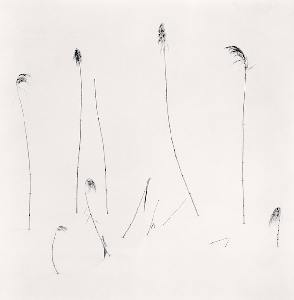 Twelve Winter Stalks, Furano, Hokkaido, Japan 2012, Picture/Story by Michael Kenna