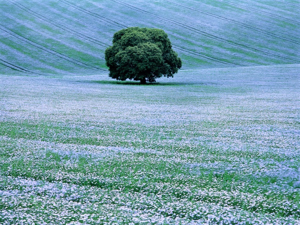 Willoughby Hedge, Wiltshire, England, 2000, Charlie Waite: Picture/Story