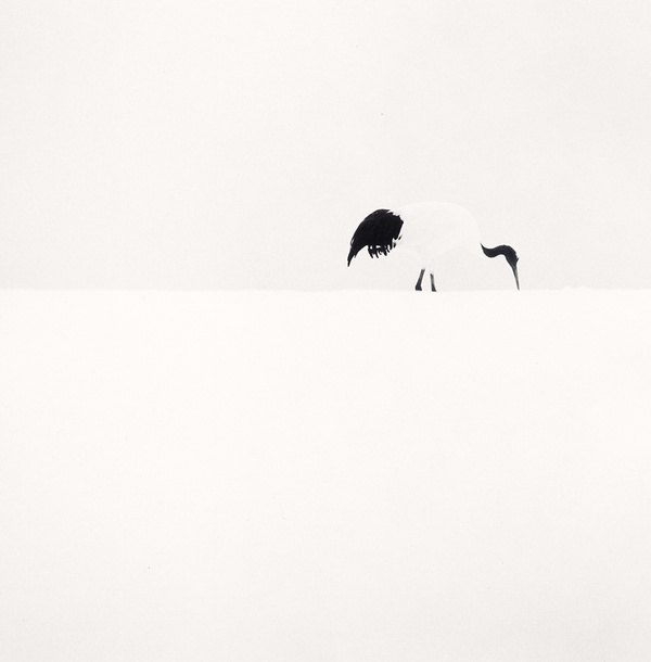 Red Crown Crane Feeding, Tsurui, Hokkaido, Japan 2005, Picture/Story by Michael Kenna