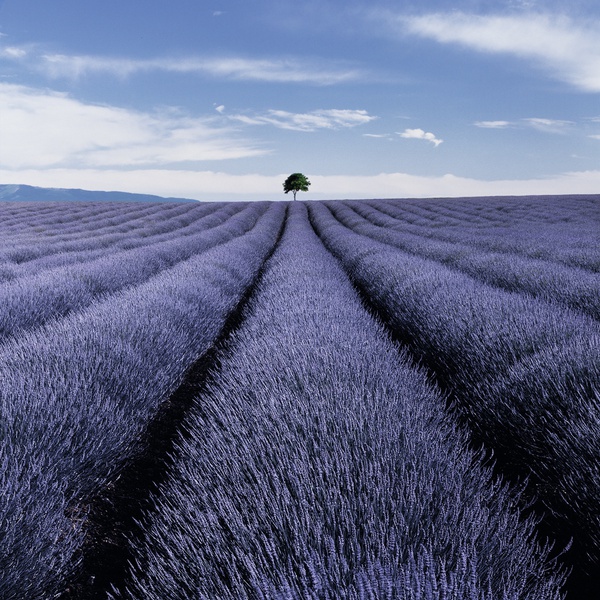 valensole-study-2-2004-by-charlie-waite-pigment-print-for-sale-at-bosham-gallery
