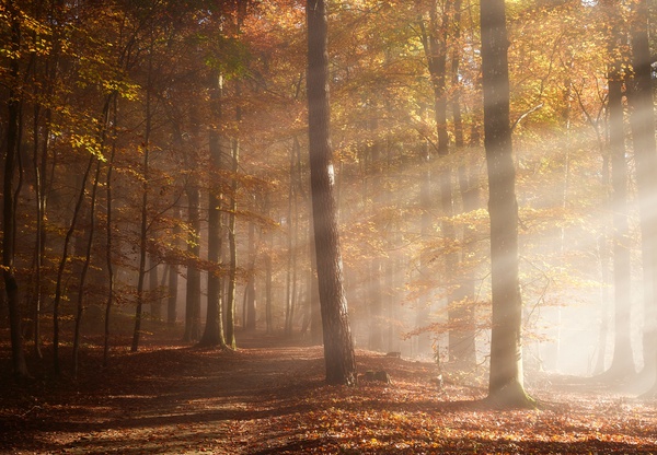 Light For Photography, Beginner/Intermediate Level 2-Hour Lesson 1-2-1 With Luke Whitaker