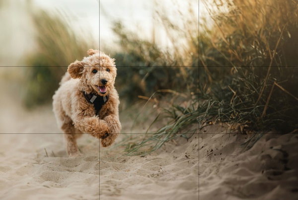 Composition For Photography, Beginner/Intermediate Level 2-Hour Lesson 1-2-1 With Luke Whitaker